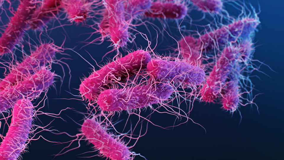 A medical illustration of drug-resistant, Salmonella serotype Typhi bacteria. Illustration: James Archer